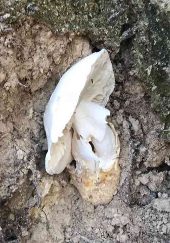 A rather strange-shaped fungus seen in France.